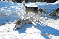 Huskies Erleben